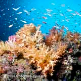Coral Reef Diversity